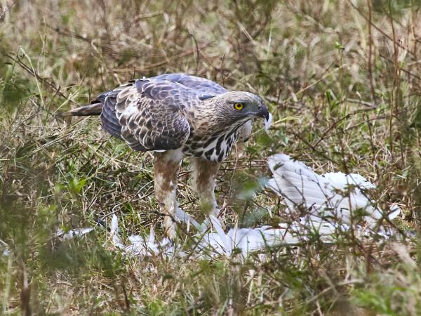 Sri Lanka birding & cultural tour