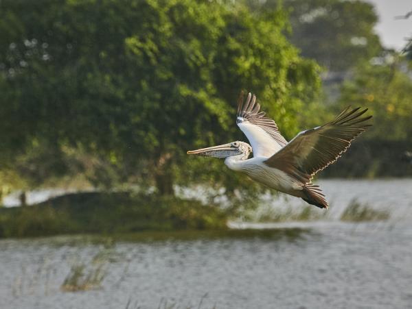 Sri Lanka birding & cultural tour