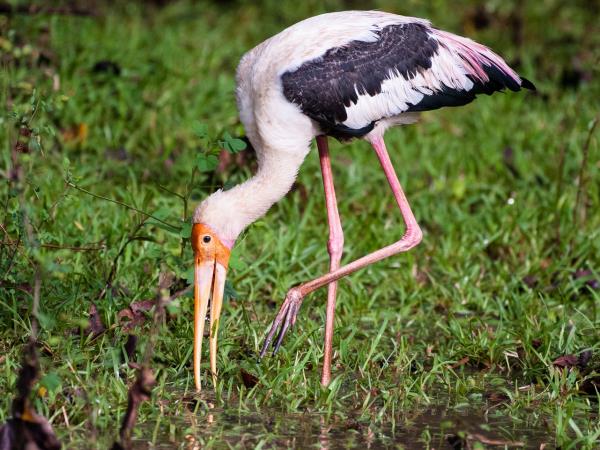 Sri Lanka birding & cultural tour