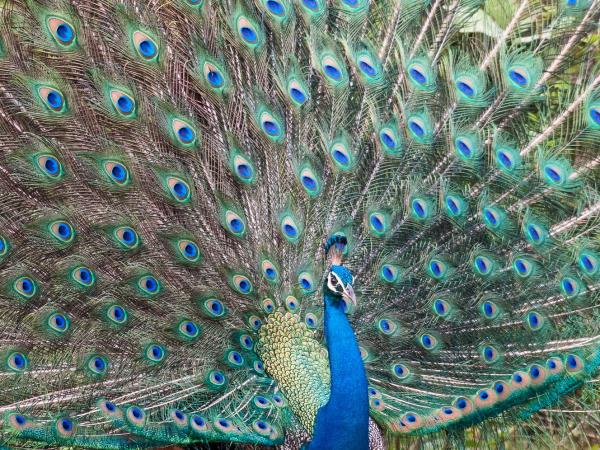 Sri Lanka birding & cultural tour