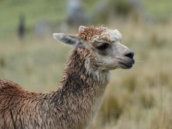 Ecuador trekking vacation