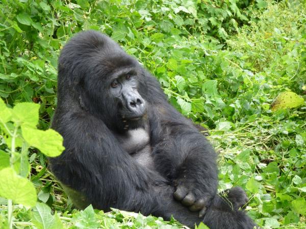 Gorilla and Rwenzori expedition in Uganda