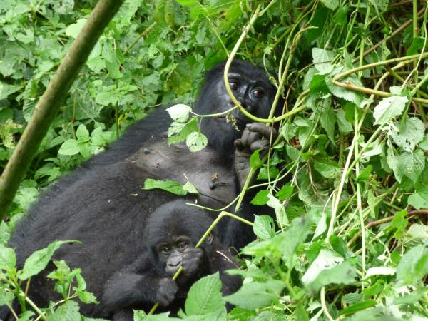 Gorilla and Rwenzori expedition in Uganda