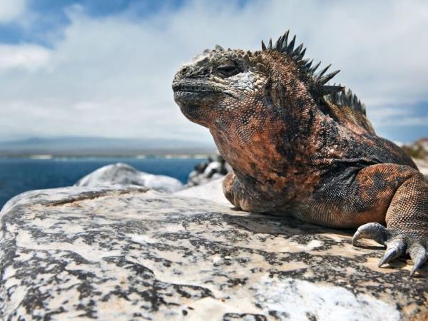Galapagos luxury cruise holiday