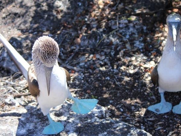 Galapagos luxury cruise holiday