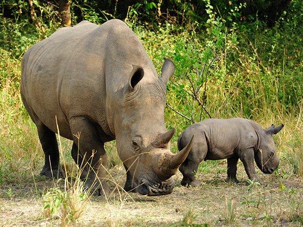 Uganda wildlife and activity holiday 