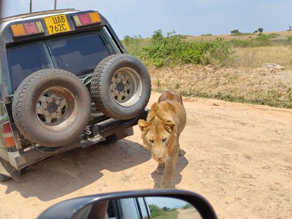 Uganda wildlife vacation
