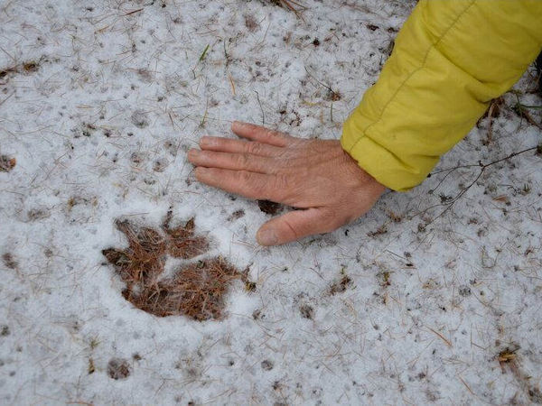 Alpine Wolf tracking vacation, France