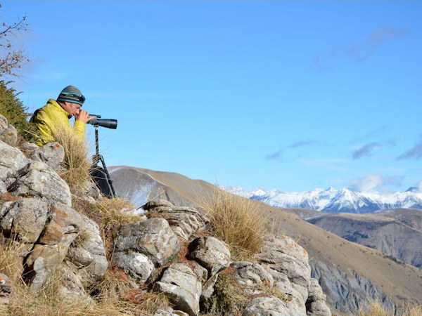 Alpine Wolf tracking vacation, France