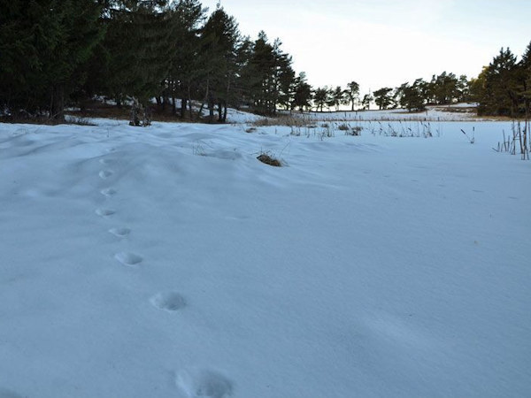 Alpine Wolf tracking vacation, France
