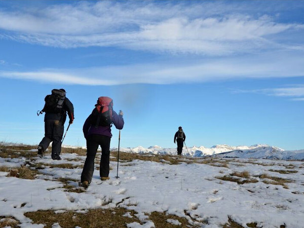 Alpine Wolf tracking vacation, France