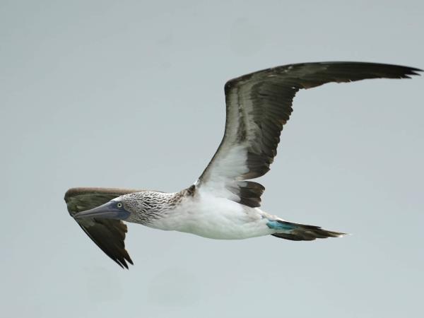 Galapagos tailor made adventure vacation