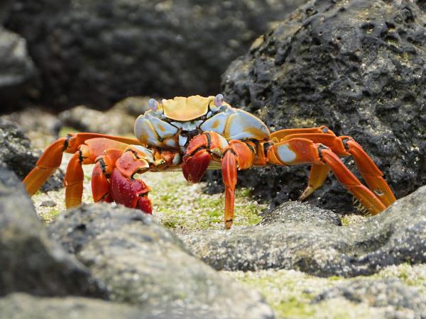 Galapagos tailor made adventure vacation
