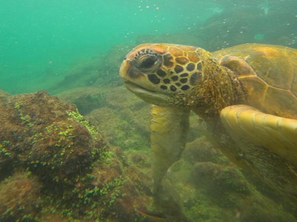 Galapagos tailor made family vacation, hotel based