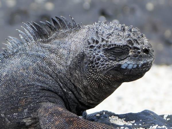 Galapagos tailor made family vacation, hotel based