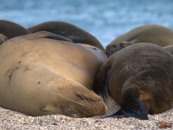 Galapagos tailor made family vacation, hotel based