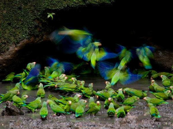 Ecuador ecolodge, Napo Wildlife Centre