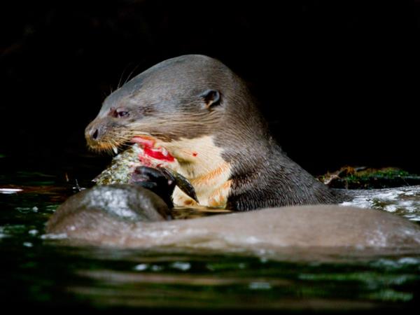 Ecuador ecolodge, Napo Wildlife Centre