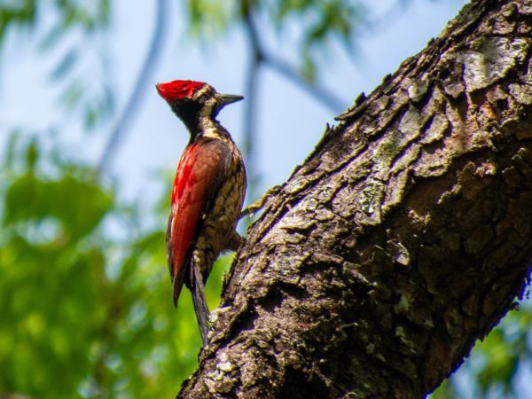 Sri Lanka bird watching tour