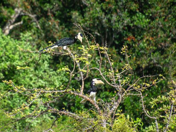 Sri Lanka bird watching tour