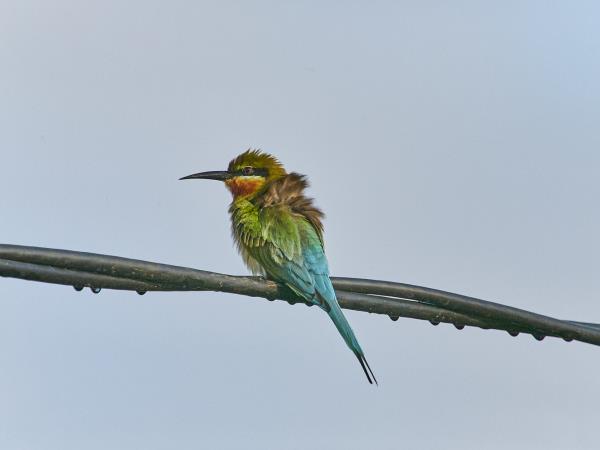 Sri Lanka bird watching tour