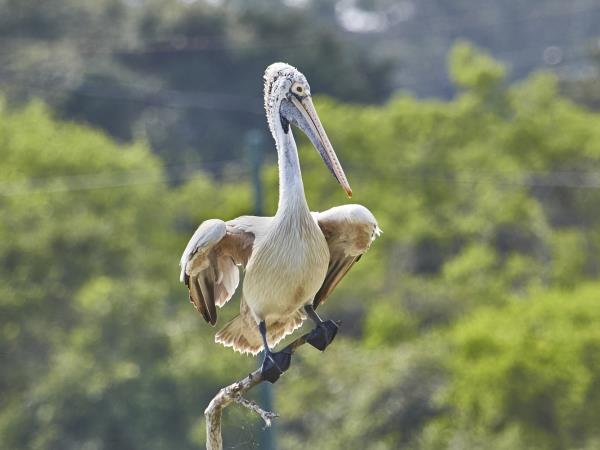 Sri Lanka bird watching tour