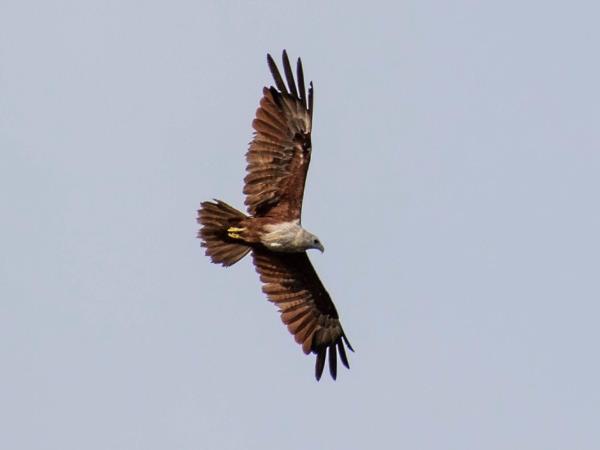 Sri Lanka bird watching tour