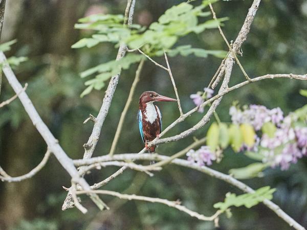 Sri Lanka bird watching tour