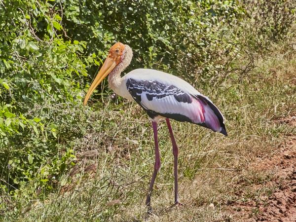 Sri Lanka bird watching tour