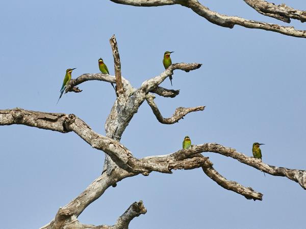 Sri Lanka bird watching tour