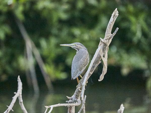 Sri Lanka bird watching tour