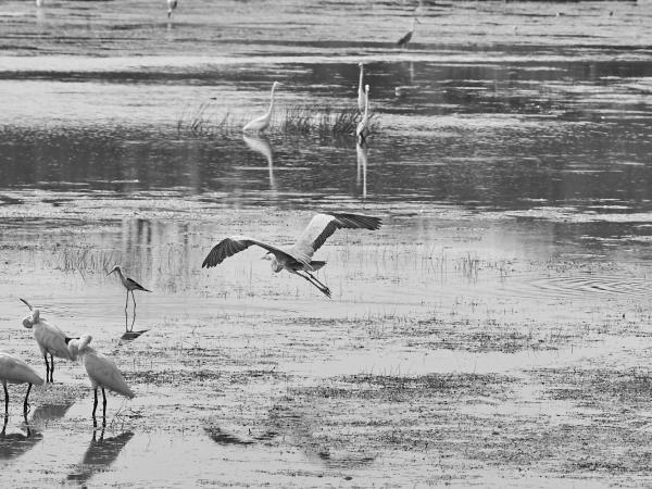 Sri Lanka bird watching tour