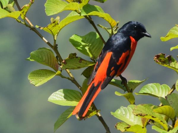 Binsar birding festival tour in India
