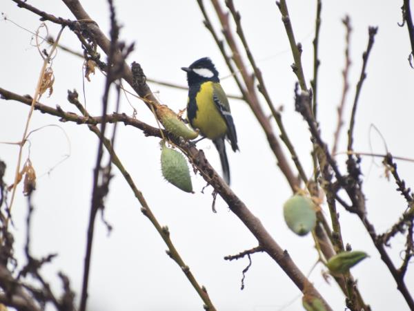 Binsar birding festival tour in India