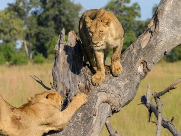 Zimbabwe canoe safari 
