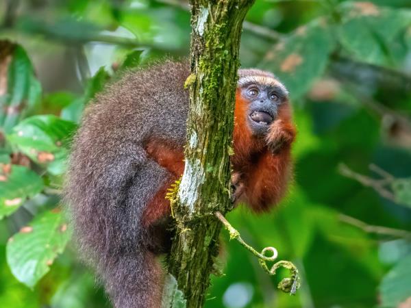 Amazon and Andes wildlife expedition in Ecuador