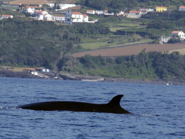 Azores whale and dolphin watching vacation