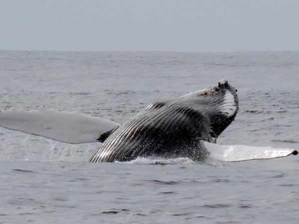 Azores whale and dolphin watching vacation