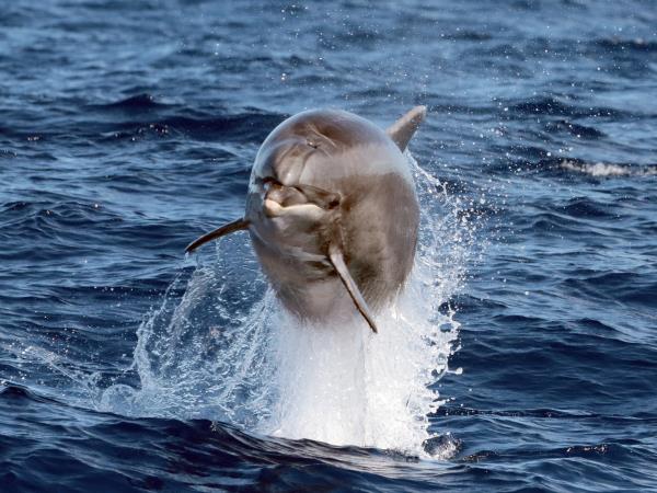 Azores whale and dolphin watching vacation