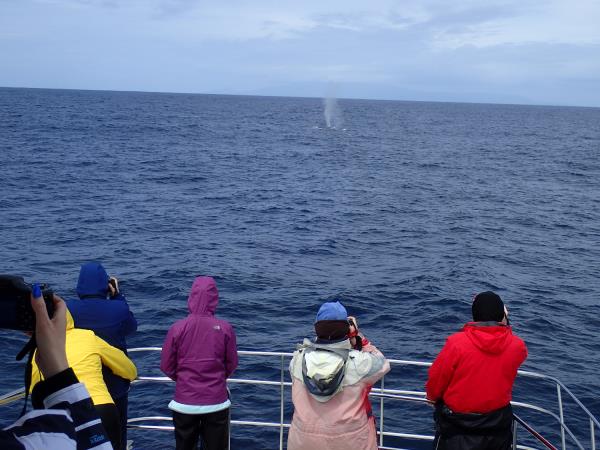 Azores whale and dolphin watching vacation