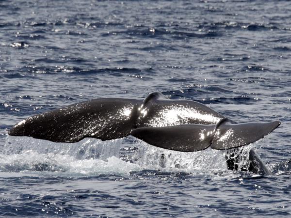 Azores whale and dolphin watching vacation