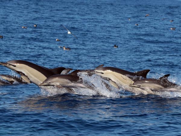 Azores whale and dolphin watching vacation