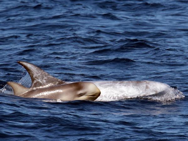 Azores whale and dolphin watching vacation
