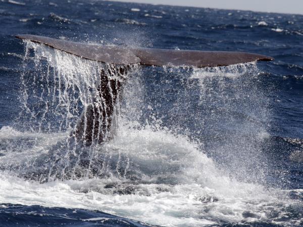 Azores whale and dolphin watching vacation