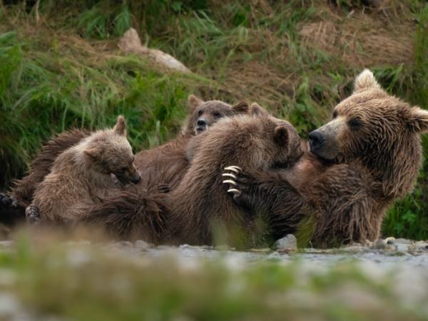 Alaska tour, glaciers and grizzly bears