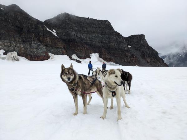 Alaska tour, glaciers and grizzly bears