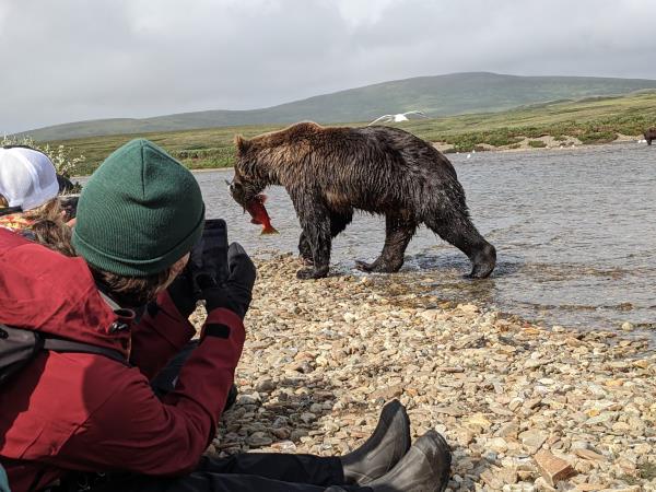 Grizzly Bear Best Dogs For Bear Protection Alaska Bear Camp Night