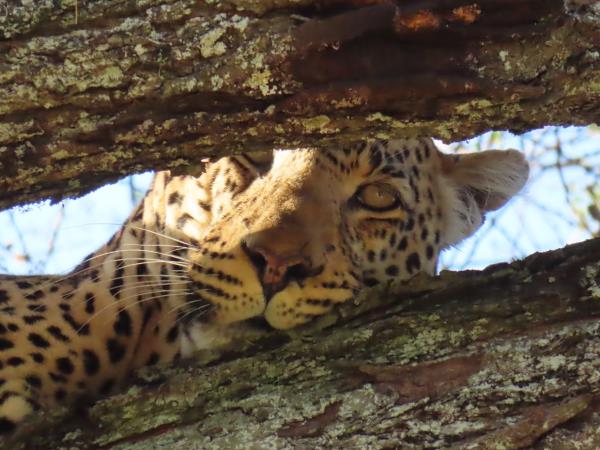 Tanzania wildlife adventure