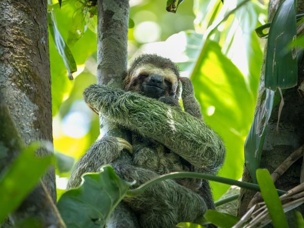 Costa Rica wildlife & wilderness tour