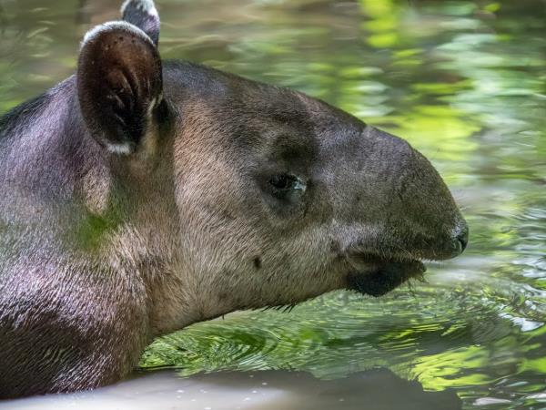 Costa Rica wildlife & wilderness tour